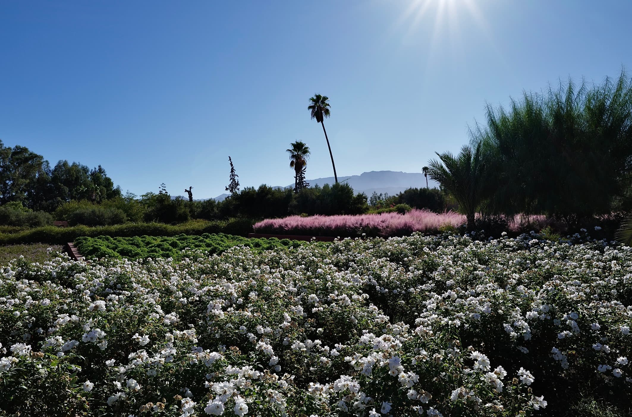/features/garden/garden-10.jpg