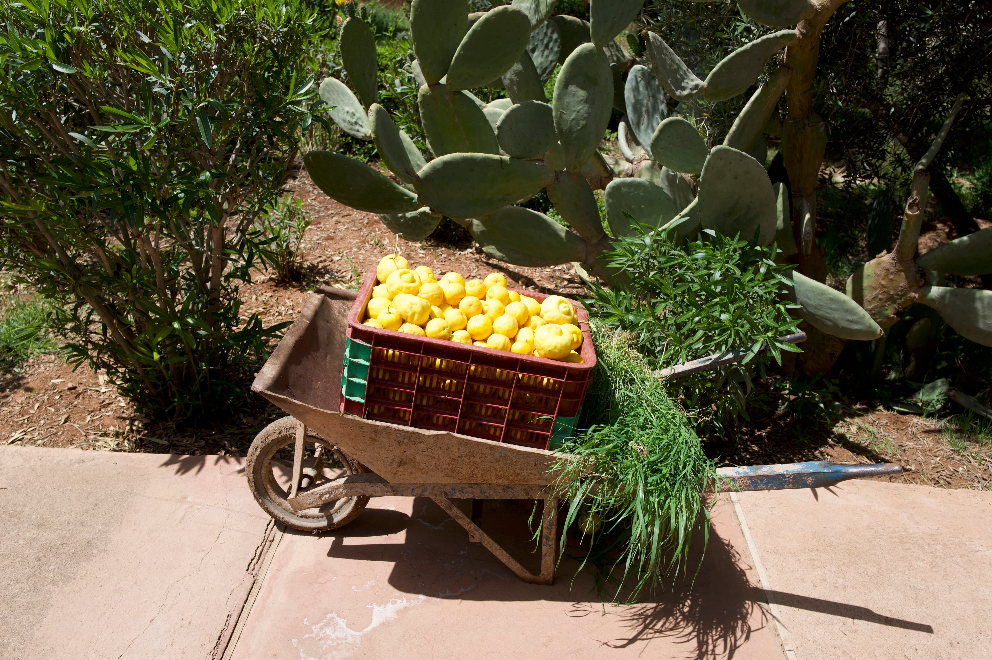 /features/garden/garden-17.jpg