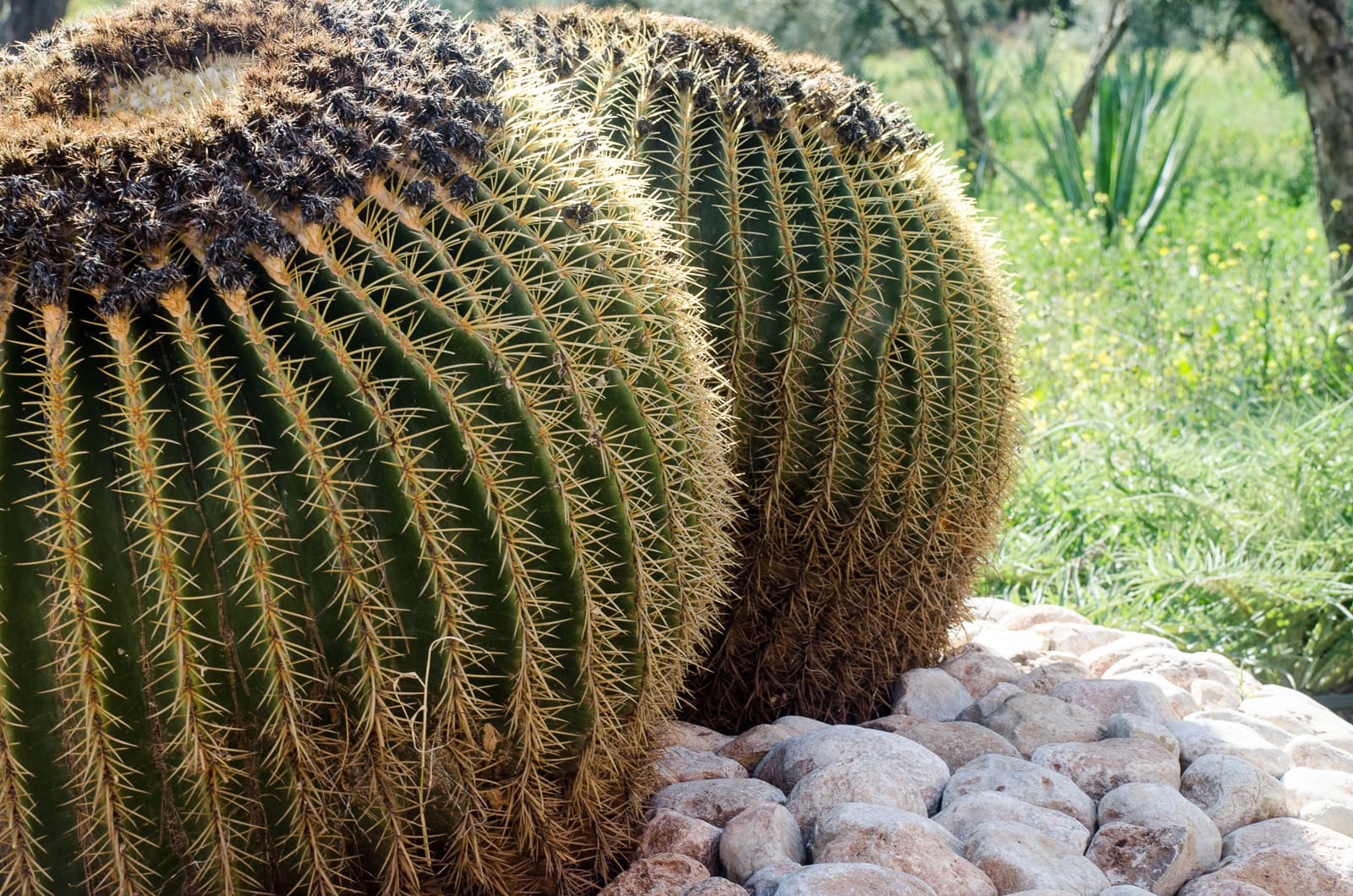 /features/garden/garden-9.jpg